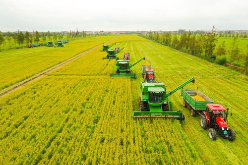 崇明3000亩 国庆稻 开镰收割,中秋节千吨新米供应上海市场
